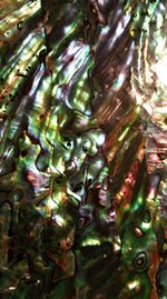 abalone2.jpg