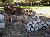 Golden Cypress 015.jpg