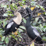 AnhingasInLove.jpg