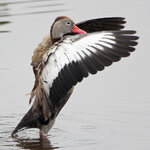 BlackBelliedWhistlingDuck.jpg
