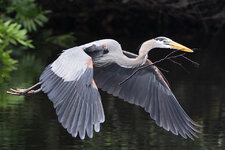 BlueHeronFlying.jpg