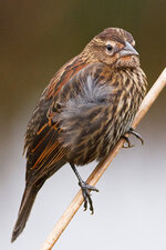 FemaleBlackbird.jpg