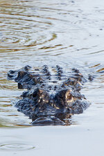 Gator.jpg