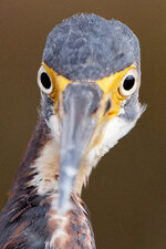 HeadOnHeron.jpg
