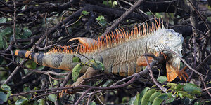 Iguana.jpg