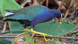 PurpleGallinule.jpg