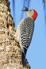 RedBelliedWoodpecker.jpg