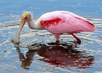 RoseatteSpoonbill.jpg