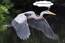 BlueHeronFlying2.jpg