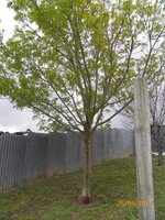 My Ash tree1.JPG