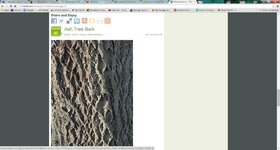 web Ash tree bark image.jpg