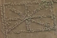 sheep-flag.jpg