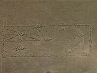 tdy_mor_sheep_150127_video-260x195.jpg
