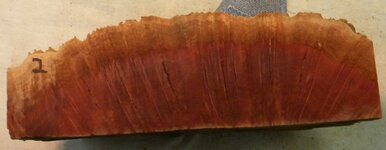 Red Mallee2.JPG