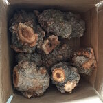 Cottonwood Burls from Spanx.jpg
