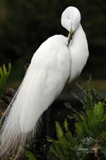 vertical white resize.jpg