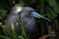 wakomarch resize.jpg