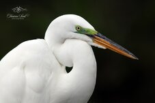 white bird resize.jpg