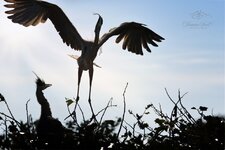 silhouetted landing resize.jpg