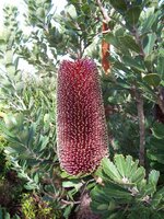 banksia-western-australia-albany-western-australia1 (1).jpg