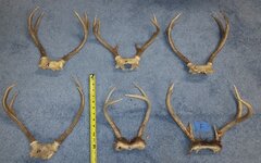 antler1.jpg
