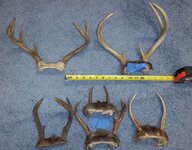 antler2.jpg