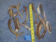 antler3.jpg