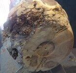 amesquiteburl3.jpg