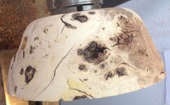 amesquiteburl6.jpg