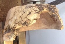 amesquiteburl7.jpg