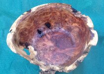 amesquiteburl8.jpg