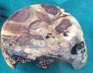 amesquiteburl9.jpg