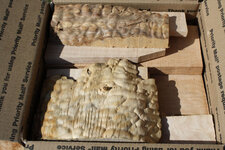 figured maple 1.jpg