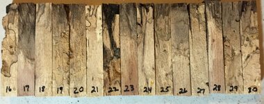 Pecan 16-30.jpg