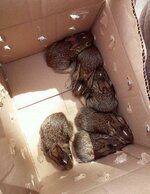 Lil Bunny foo foos.jpg