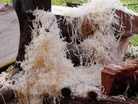 Timbers preparation 138.jpg