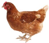 Chicken.jpg