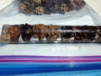 Hemlock Cone Blank.jpg