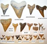 shark-teeth-id-chart.jpg