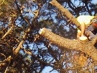 Town pine trees removal 009.jpg