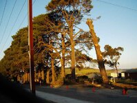 Town pine trees removal 023_(1).jpg