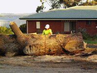 Town pine trees removal 025_(1).jpg