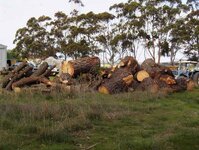 Radiata pine works at storage paddock 002_(1).jpg