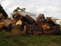 Radiata pine works at storage paddock 003.jpg