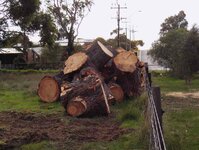 Radiata pine works at storage paddock 005_(1).jpg