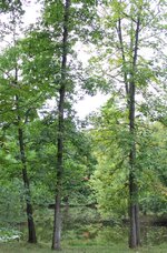 IMG_2336.jpg
