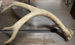 antler02.jpg