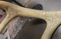 antler04.jpg