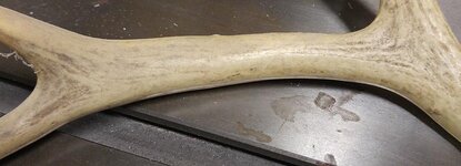 antler05.jpg