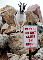 rockygoat.jpg rockygoat.jpg